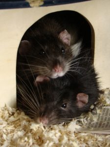 Gesunde Ratten, die nicht in den Tierversuch müssen.