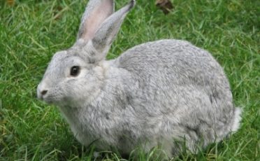 Versuchstier des Jahres 2015: Das Kaninchen