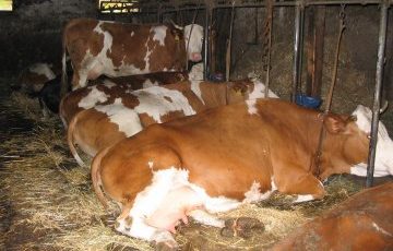 Anbindehaltung von Rindern: Bayern und Baden-Württemberg gegen Verbot