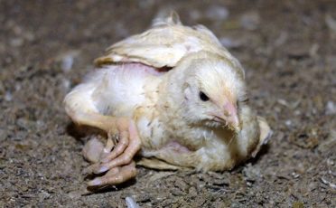 13. Juni 2023: Kommentar zur Abschwächung des Tierschutzgesetzes: "Inakzeptabler Kotau vor der Agrarindustrie"