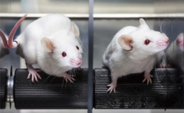 Versuchstier des Jahres 2019: Die Maus in der Parkinson-Forschung