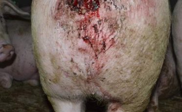 Verletztes Schwein in einer Mastanlage.