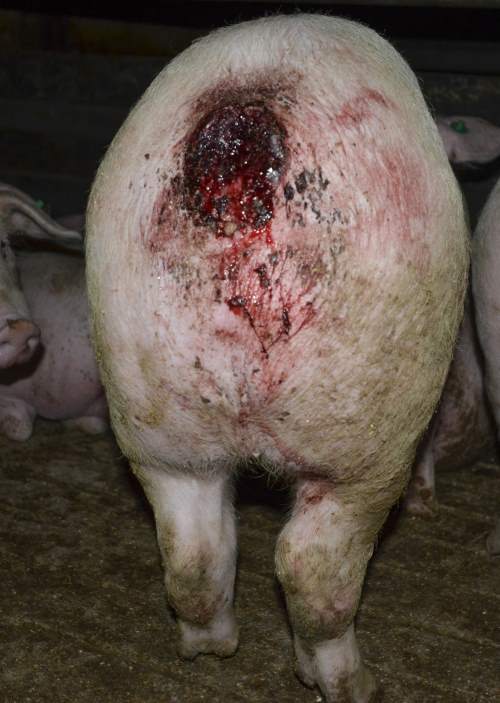 Verletztes Schwein in einer Mastanlage.