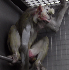 Keine Lösung: Gerichte sollen über Tierversuche in Bremen entscheiden