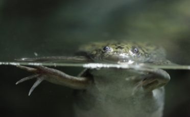 Versuchstier des Jahres 2011: Der Krallenfrosch