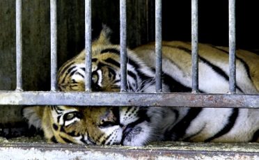 Missstände in Zirkussen und Zoos: Aufruf zum "Whistleblowing"