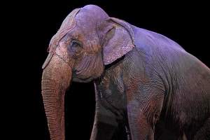 Wildtierhaltung im Zirkus: Verbände fordern Verbot