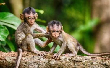Vom Schaf zum Affen –  genetische Kopien durch Klonen