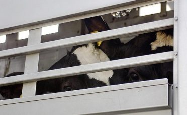 Tiertransporte: EU-Parlament will mehr Tierschutz