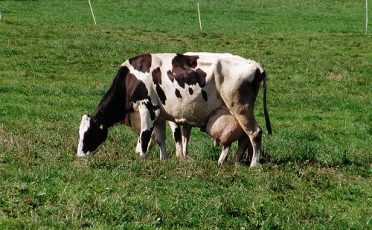 31. Mai 2023: Zum Tag der Milch: Ausstieg aus der tierbasierten Milchproduktion einleiten