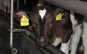 30. Mai 2022: Zum Tag der Milch: Tierleid beenden, Alternativen fördern