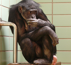 Zoo: Was sind die häufigsten Verhaltensstörungen?