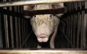 Tierhaltungskennzeichen für Schweinefleisch – kein Fortschritt für die Tiere
