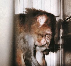 10. Januar 2019: Tübinger Affenversuche belegen Versagen des Rechtsstaats bei Tierschutzverstößen