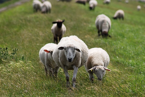 Schafe frej