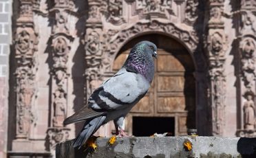 25. April 2023: Stadttauben-Statistik belegt: Betreute Taubenschläge reduzieren Tierleid