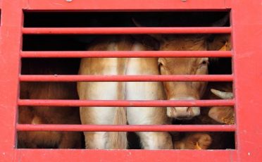 11. März 2021: Tiertransportkrise: EU-Abgeordnete für Rettung der Rinder auf dem Mittelmeer