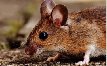 Laboratory Animal of the Year: The Mouse in  Parkinson’s Research