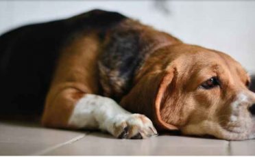 Versuchstier des Jahres 2020: Der Hund in der Arzneimittel- und Chemikalientestung