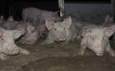Tierhaltungskennzeichnung: verschlechterter Gesetzentwurf legitimiert Tierausbeutung