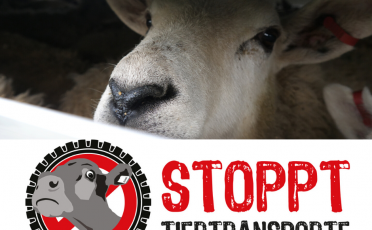 Mitmachen: Aktionstag gegen Tiertransporte am 14. Juni 2020
