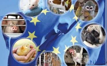 Mitmachen: Umfrage für EU-Bürger zu Tierschutzvorschriften für Tiere in der Landwirtschaft