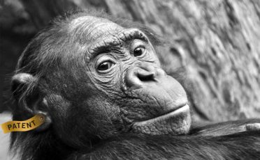 2. Juli 2020: Kein Patent auf gentechnisch veränderte Schimpansen!