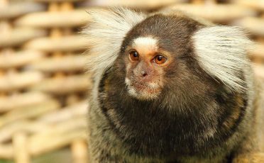 13. Juli: Illegale Affen-Tötung im Deutschen Primatenzentrum: Menschen für Tierrechte fordern Konsequenzen