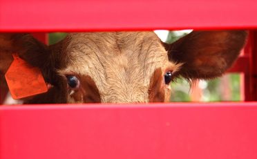 Tiertransporte: Bayern verschärft Vorschriften