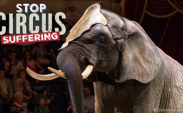 03. März 2021: Welt-Wildtiertag: Zirkus-Leid in der EU beenden