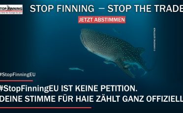 EU-Bürgerinitiative: Stoppt den Handel mit Haiflossen