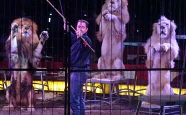 05. November 2021: Koalitionsverhandlungen: Verbot der Wildtierhaltung in Zirkussen umsetzen