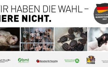 Nachsehen: Podiumsdiskussion "Wir haben die Wahl – Tiere nicht. Tierschutz nach der Bundestagswahl 2021"