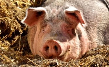 30. Juni 2021: Historisch: EU-Kommission will industrielle Tierhaltung beenden