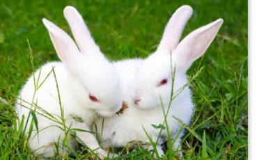 08. Juli 2021: Das Versuchstier des Jahres ist das Kaninchen im Pyrogentest