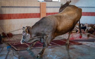 Versagen von Behörden und Politik: Wieder hunderte Tiere illegal geschächtet
