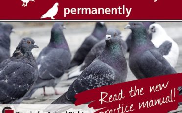 Animal welfare-friendly birth control concept for city pigeons