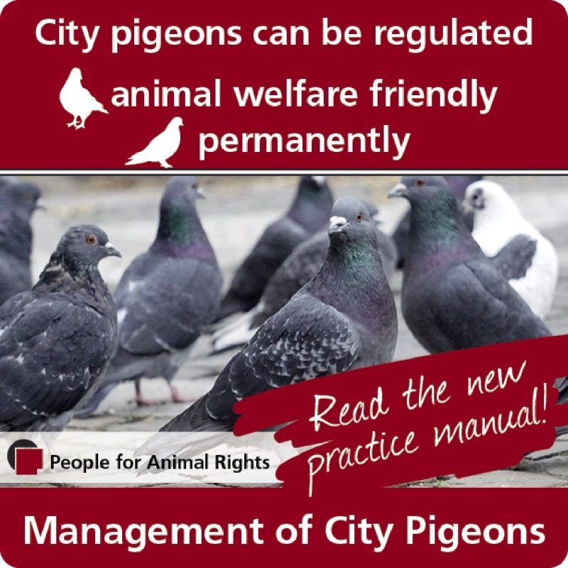 Animal welfare-friendly birth control concept for city pigeons –   – menschen für tierrechte – bundesverband der  tierversuchsgegner .