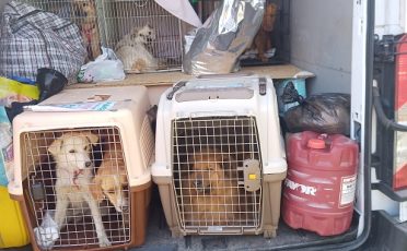 Ukraine: Rettung für Menschen und Tiere