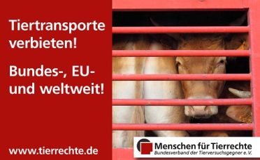 12. Juni 2023: Internationaler Tag gegen Tiertransporte: Menschen für Tierrechte fordert ein bundes- und EU-weites Verbot!