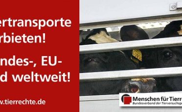 16. März 2023: Schlag ins Gesicht der Tierschutzbewegung: Bundesregierung lehnt nationales Verbot von Tiertransporten in Drittstaaten ab