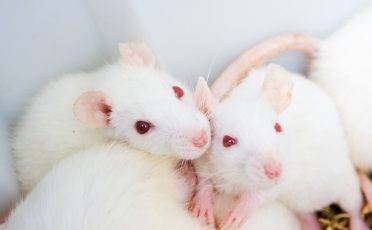 10. Juli: Recherche belegt: Genehmigung für Tierversuche ist eine Farce