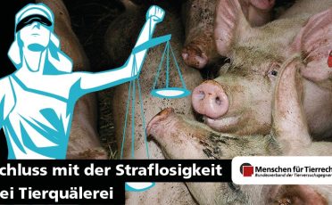 02. Dezember 2022: Neue Petition fordert: Schluss mit der Straflosigkeit bei Tierquälerei!