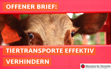 02. März 2023: Tiertransporte: Entzug der Veterinärzertifikate reicht nicht aus