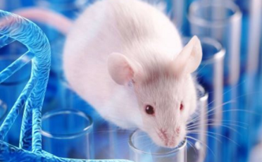 Versuchstier des Jahres 2023: Die Maus in der Autismusforschung