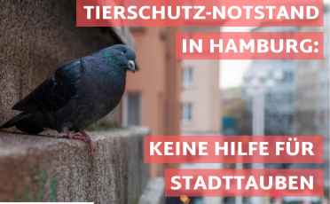 23. Juni 2023: Offener Brief: Tierschutz-Notstand in Hamburg – keine Hilfe für Stadttauben