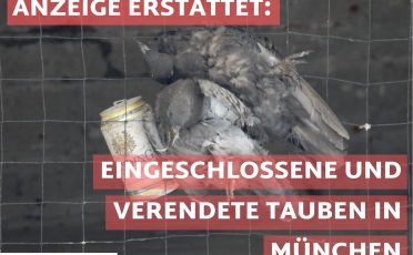 22. September 2023: Anzeige wegen eingeschlossener und verendeter Stadttauben am Münchener Ostbahnhof