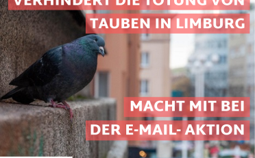 Mitmachen: E-Mail-Aktion gegen geplante Taubentötung in Limburg