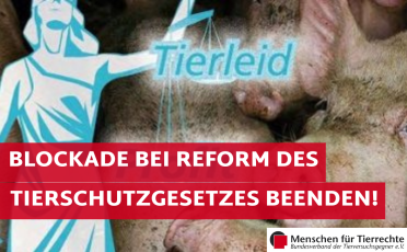 Offener Brief an Olaf Scholz: Blockade bei Reform des Tierschutzgesetzes beenden!