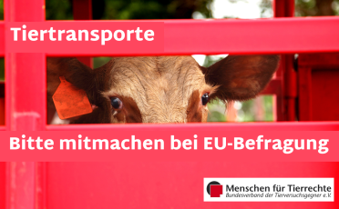 EU-Befragung zu Tiertransporten: Bitte machen Sie mit!